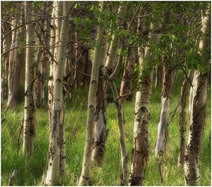 Aspens