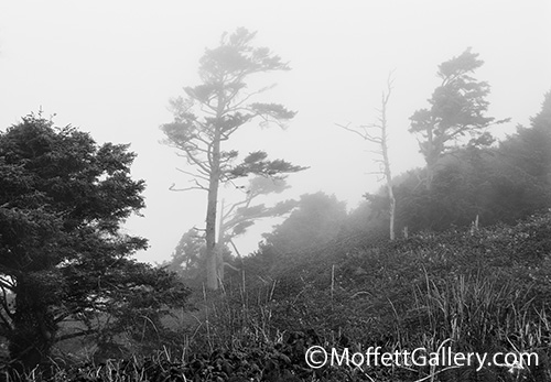 coastal-fog