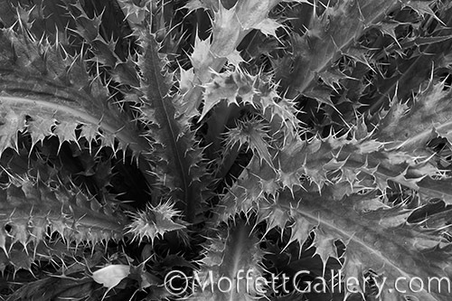 _MG_6244.2
