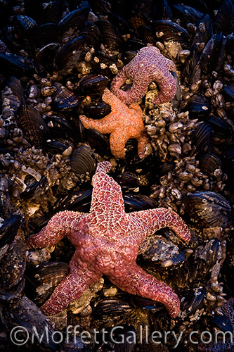 starfish starfish